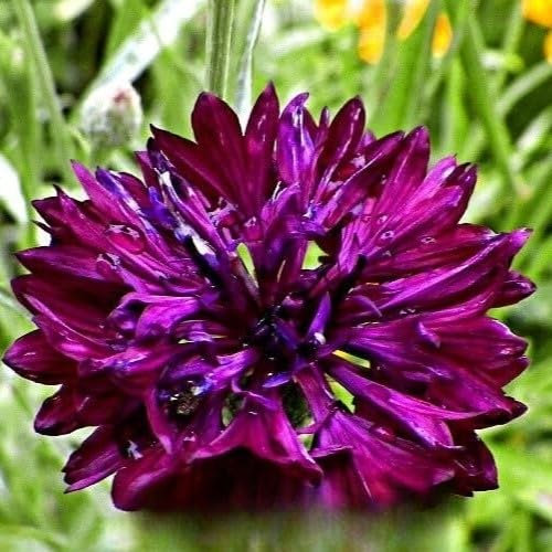 Cornflower Black Ball 500 Seeds + Plant tag + Freebie - Meadow Flower - Centaurea cyanus