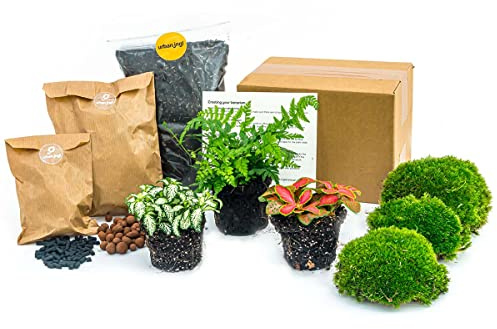 urbanjngl - Varen Terrarium Starter Kit - 3 Pflanzen für DIY Terrarium, Nachfüllset für Pflanzen, ideal für Innenräume, pflegeleicht und dekorativ