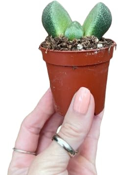 Planta Piedra Viva (Lithops) Suculenta Mini para Decoración y Regalo