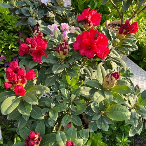 Semillas de azalea y rododendro, resistentes Arbustos, orgánicas, variedades antiguas, jardín, arbustos perennes resistentes jardín, 160pcs
