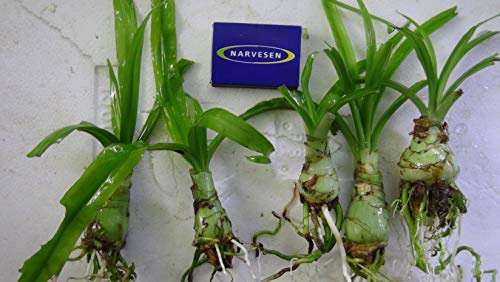 Crinum Aquatica - Flutende Hakenlilie Zwiebel - Aquarienpflanzen