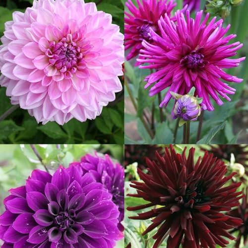 Dahlia Bulbs Mixed Garden Crop for Planting Now UK Strong Plants That Grow Well Mix Golden Jade Carving Feels Beautiful Now