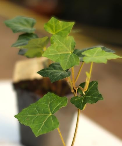 Irischer Efeu Hedera hibernica immergrüne Kletterpflanze 60-80 cm