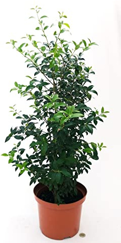 POWERS TO FLOWERS - OSMANTHUS BURKWOODII, ALTEZZA 1 METRO, VASO 20CM, Pianta vera