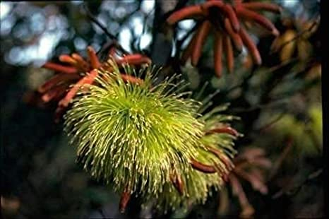 Generic 15 Stück Pistazienbaum (Pistacia vera) Samen: Only seeds