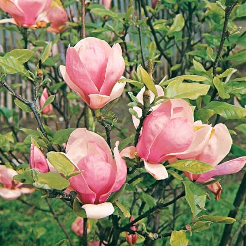 Magnolia soulangiana 'Lennei' Solitär, 3x verpflanzt, Winterharte Tulpenmagnolie, Blütenbaum, 200-225cm
