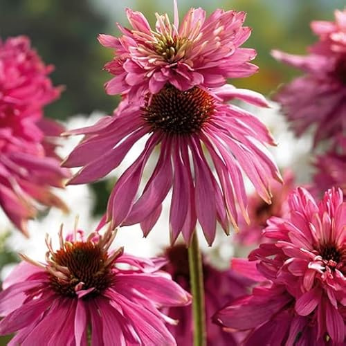 Vivai le Georgiche - Pianta vera di Echinacea purpurea Double Decker - vaso Ø 11 cm