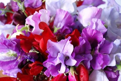 Buy4seeds 1200 Seeds Flower Sweet Pea Royal Family Mix Useful for Garden and Outdoor