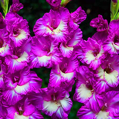 Gladiolus Bulbs.Strong Plants That Grow Well Mix Golden Jade Carving Feels Beautiful.CXXFGFT.-10 Bulbs-D
