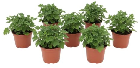 Pack Oasis Verde – Seis Geranios Limón Naturales en Maceta | DECOALIVE Plantas Aromáticas de Exterior para Terraza y Jardín