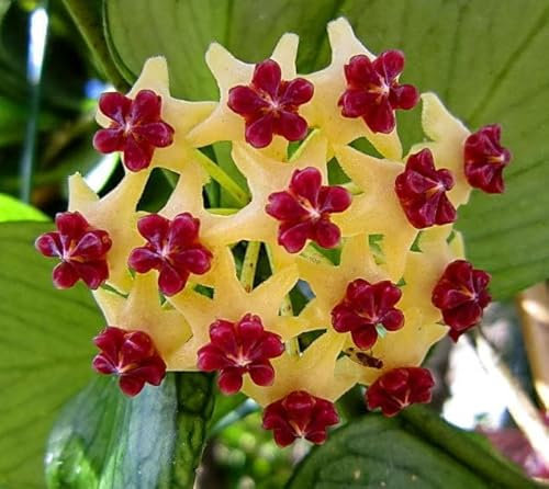 POWERS TO FLOWERS - HOYA POLYNEURA, pianta vera