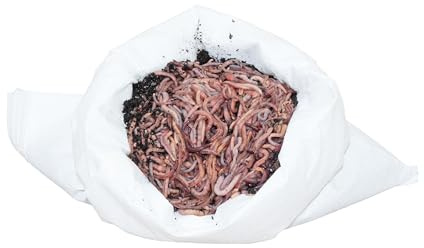 SUPERWURM 0,5 kg Wurmmix (ca. 600 St.) Riesen-Rotwürmer - Dendrobena, Angelwürmer, Futterwürmer, Regenwürmer, Würmer, Riesenrotwürmer, Angelköder, Lebendköder, Wurmfarm, Wurmzucht