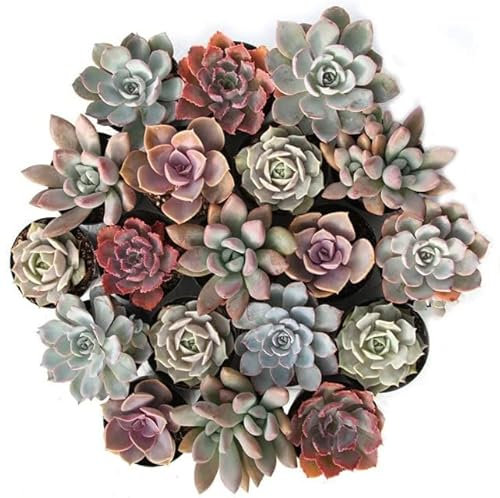 Plantas Suculentas Naturales | DECOALIVE | Pack 10 Plantas | Plantas Crasas