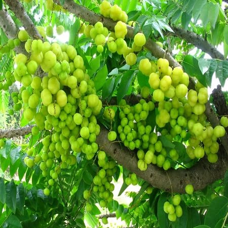 100pcs graines de fruits de groseille vert