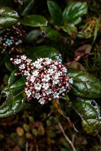 3 Stück Viburnum Tinus 30-40 cm P9- Immergrüner Lorbeer-Schneeball, Winterhart, Zierstrauch für Garten & Kübel, Pflegeleicht