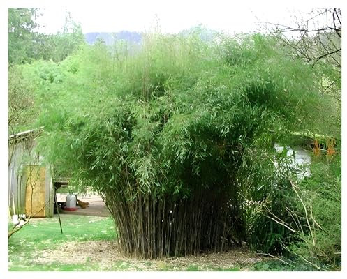 1 x Fargesia nitida 'Great Wall' im C2 Topf (Bambus/Winterhart/Ziergras/Mehrjährig) Roter Bambus - Dichte Hecke für Ruhe und Privatsphäre - macht keine Wurzelausläufer - von Stauden Gänge