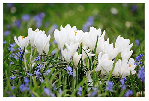 Oliwier's Bulbs 10x Crocus Joan of Arc Large Flowering Early Spring Bulbs Jeanne d'Arc White Flowers Ready for Planting Now Hardy Perennial Bee Friendly