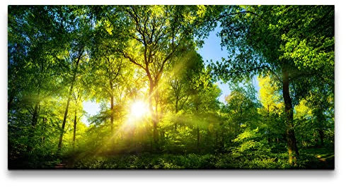 Paul Sinus Leinwandbild 120x60cm Grüner Wald Baumkronen Sonnenstrahl Natur Erholsam