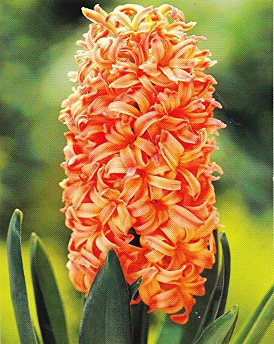 GARTHWAITE NURSERIES® : - 9 Prepared Indoor Hyacinths Gypsy Queen Bulbs Salmon/Orange/Apricot Highly Fragrant Size 17/18 Large Bulbs