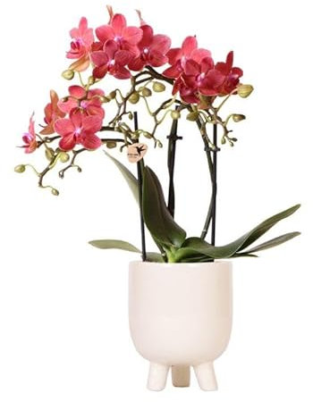 Kolibri Orchids Phalaenopsis Orchidée rouge Congo + pot en caoutchouc travertin Taille du pot Ø 9 cm – 40 cm de haut | Plante d'intérieur en pot de fleurs – Fraîcheur de cultivateur