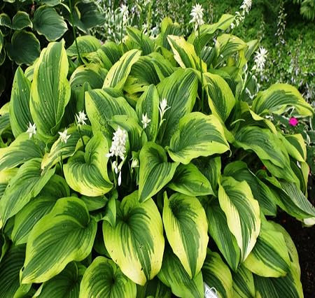 80 graines de plantes Hosta vertes