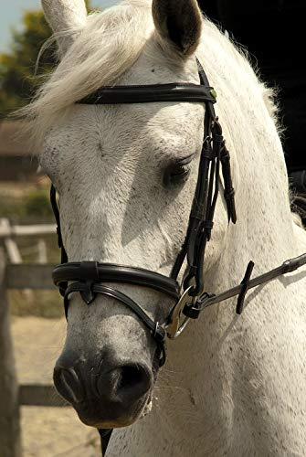 Rhinegold 0 Bridle-X Full-Black Trense, Schwarz, Kaltblut/Warmblut extragroß