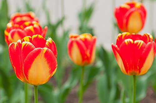 Banja Luka Tulip Bulbs - Stunning Red and Yellow Tulips (10 Bulbs)