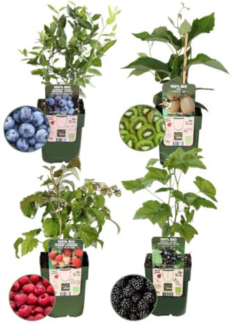 Plants by Frank | Sommerfruchten BIO Obstpflanzen set im mix von 4 verschiedene Sorten | 100% Biologisch Kultiviert | Obstgarten | Obstpflanzen | Pflanzen | Gartenpflanzen Winterhart