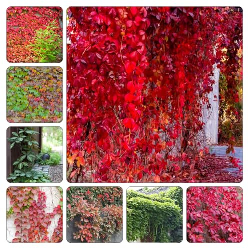 Parthenocissus tricuspidata - vaso Parthenocissus tricuspidata giardino balcone resistenti semi di Aiuole rialzate giardino 700pcs