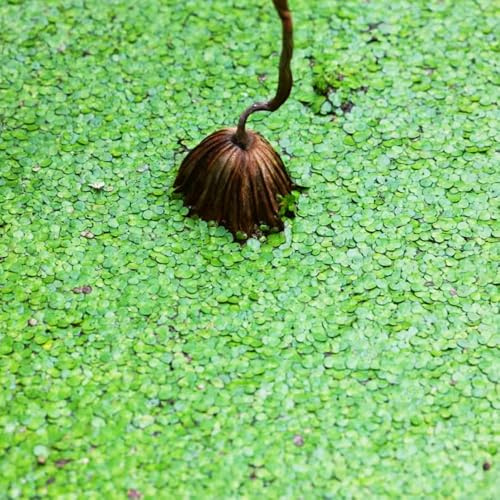 Semi di lenticchia d'acqua - semi di aromatiche acquatiche organico acquatiche acquario per giardinieri verdi esotico prodotti sostenibili giardino 900pcs