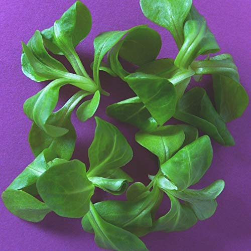 300 Seeds of Corn Salad (Lambs Lettuce)
