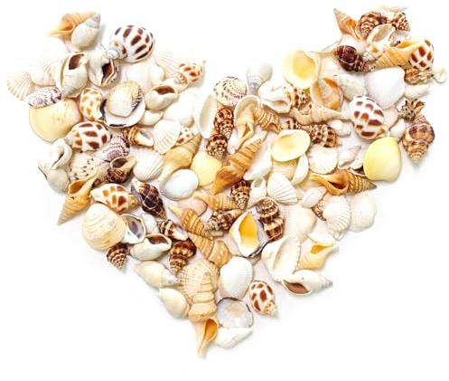 Small Sea Shells for Crafting, 9 Kinds of Seashells and Conch Shell, Over 150 Pieces Mixed Natural Shells for Creative Arts and Crafts Stuff, Beach Room Decor