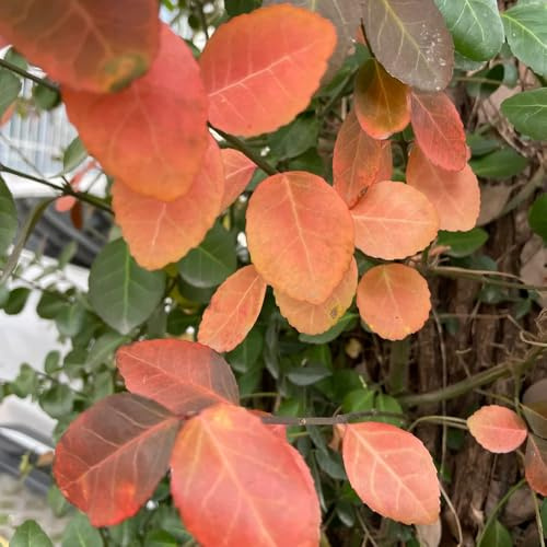 semi resistenti di Euonymus, varietà antiche decorazione del giardino esterno balcone perenni 50pcs