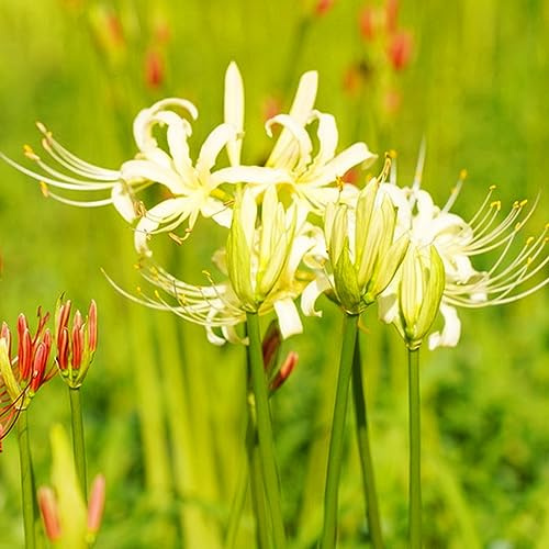 Lirio araña - Lycoris radiata jardín balcón resistentes decoración oficina decoración balcón 2bulbos