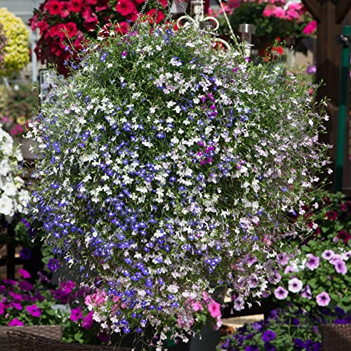 Lobelia Trailing Fountain Mix | Tray of 40 Small Plug Plants