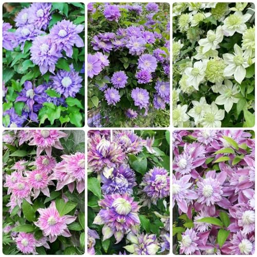 9 pcs clematis kletterpflanze zwiebeln - pflanze pflanzenkübel zwiebel frühlingsblumen zwiebeln,Clematis florida, nachhaltige geschenke für frauen blumenwiese winterfeste pflanzen