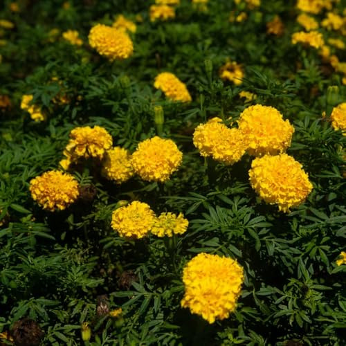ringelblumen - kletterpflanzen winterhart, bio ringelblumensamen ausgefallene geschenke, bodendecker winterhart mehrjährig blumendeko 100samen