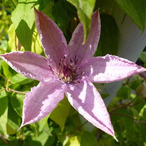 Clematis 'Hagley Hybrid' Hardy Compact Climber Plant Flowering Shrub in Pot