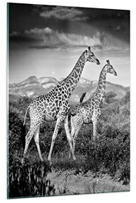 Moderno Quadro su Vetro 50x70 cm Verticale Africa Bianco e Nero - 4441 | Giraffe Nero E Stampe da Parete Quadro Decorativo Piccolo Soggiorno Arte da Parete Decorazione da Parete ARTTOR