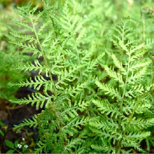 6x Wurmfarn 'Linearis Polydactyla' - Dryopteris filix-mas 'Linearis Polydactyla' - Topf 9x9cm - Filigraner Zierfarn