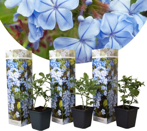 Plant in a Box - Plumbago auriculata - 3er Set - Chinesischer Bleiwurz - Pflanzen für garten oder terassen - Topf 9cm - Höhe 25-40cm