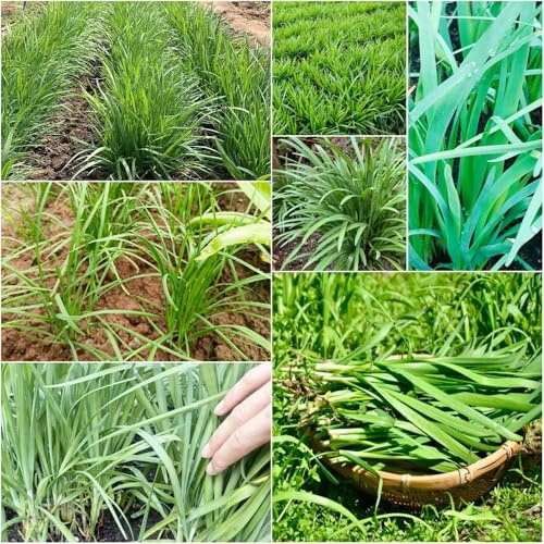 semillas de cebollino orgánicas - de cebollino jardín decorativas, 160pcs