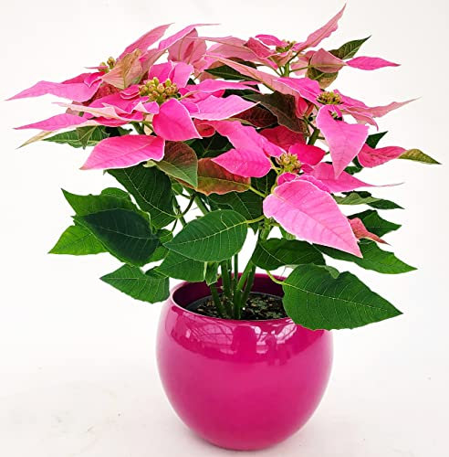 POWERS TO FLOWERS - STELLA DI NATALE PRINCETTIA ROSA, IN VASO CERAMICA FUCSIA SFERICO, vaso 14cm diametro, pianta vera
