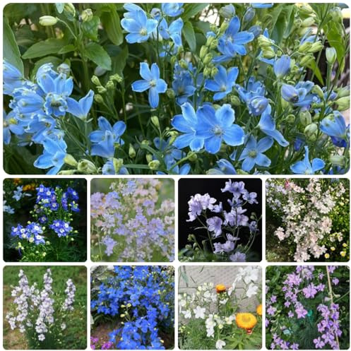 semi di delphinium, delphinium da aiuola rialzata da giardino, decorativi resistenti balcone per luoghi soleggiati resistenti 150pcs
