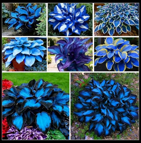 2 Pack Mitternachtsblaue, großblättrige Zierfunkien (Hosta) für die Gartenbepflanzung-A
