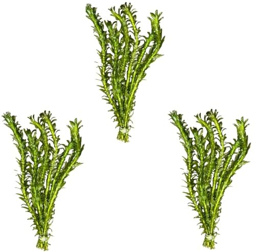 3 X Anacharis Elodea Densa + 1 Bonus Plant (Tropical Live Aquarium Plants) 2-Day Arrival