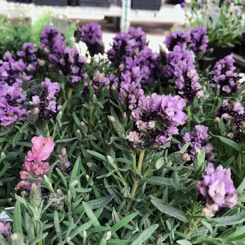Semi di lavanda, autunnali resistenti rare regali per gli amanti del giardino semi di copertura del terreno da esterno resistenti prodotti 350pcs