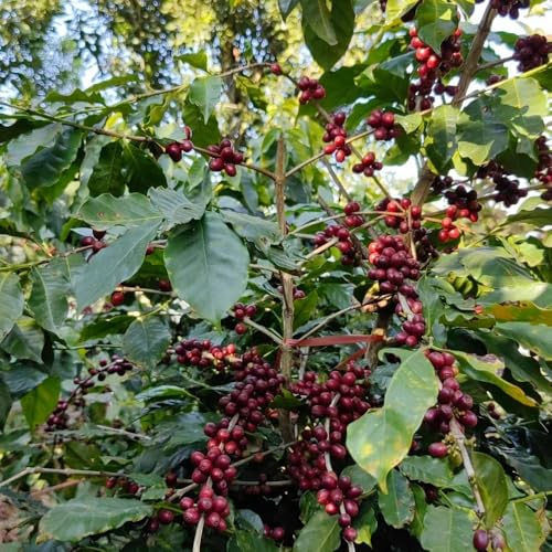 KaffeeSamen, geschenke für gartenliebhaber kaffeepflanze alte sorten nachhaltige geschenke 100pcs