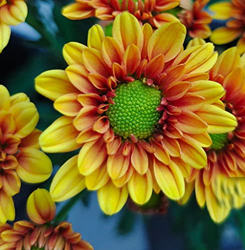 Bulbi di dali/Pura e adorabile Molto abbagliante e bellissimo-3,2Bulbis