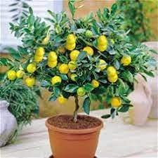 Lime Dwarf Tree Seeds : Seeds Only